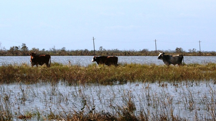 cattle and flooding