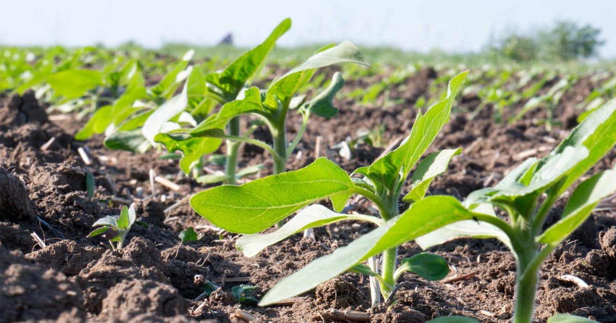 North Dakota leads 8% rise in sunflower acres