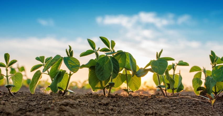 Small soybean plants growing in rows in a cultivated field