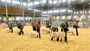 kids showing off sheep