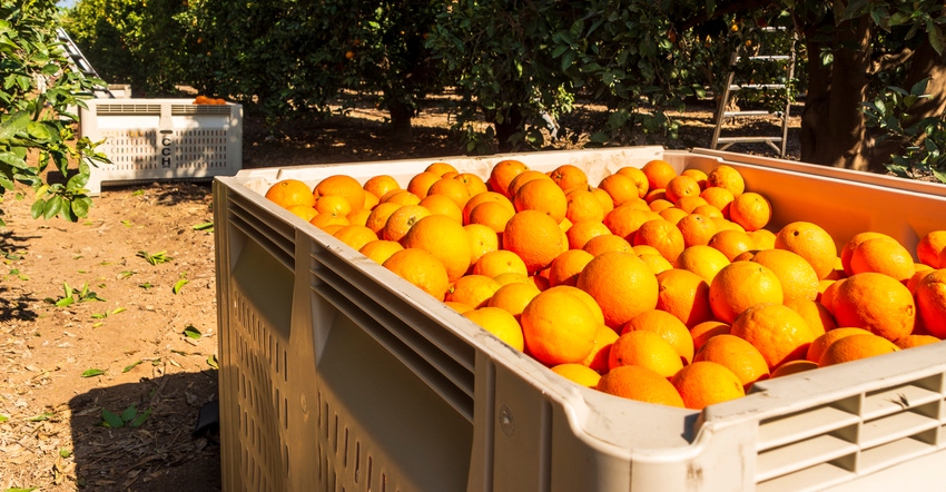 WFP_Todd_Fitchette_Citrus_Harvest-43.JPG