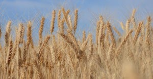 hybrid-wheat-update.jpg