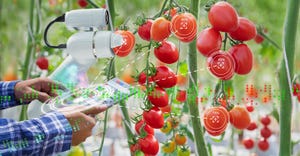 Farmer using tablet control robot to harvesting tomatoes