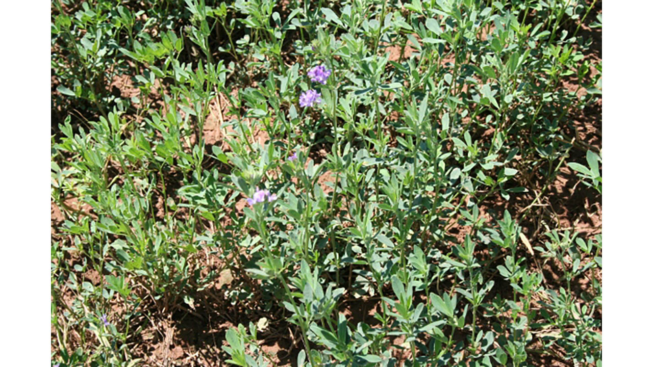 Selecting nondormant alfalfa varieties for Arizona