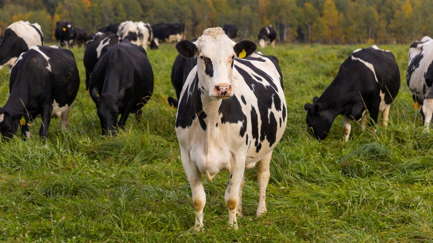 Holstein dairy cows in pasture