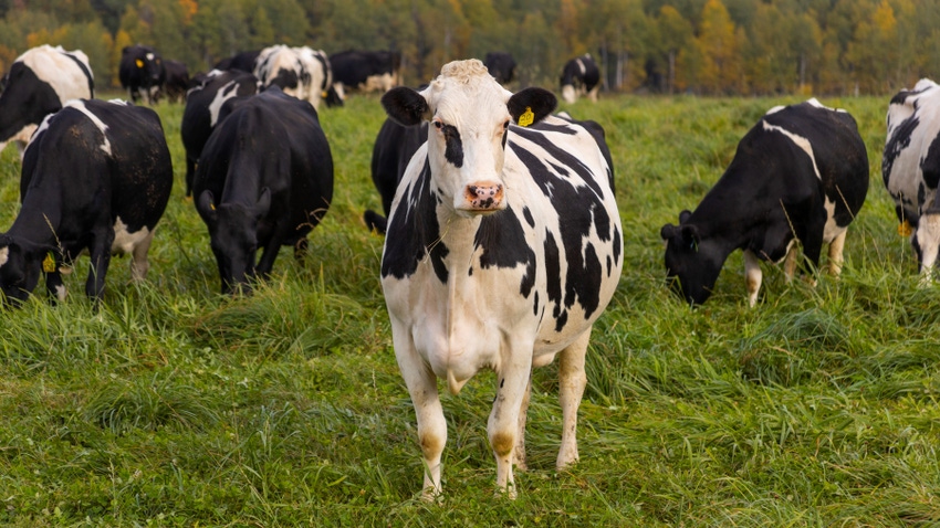 Holstein dairy cows in pasture Holstein dairy cows in pasture