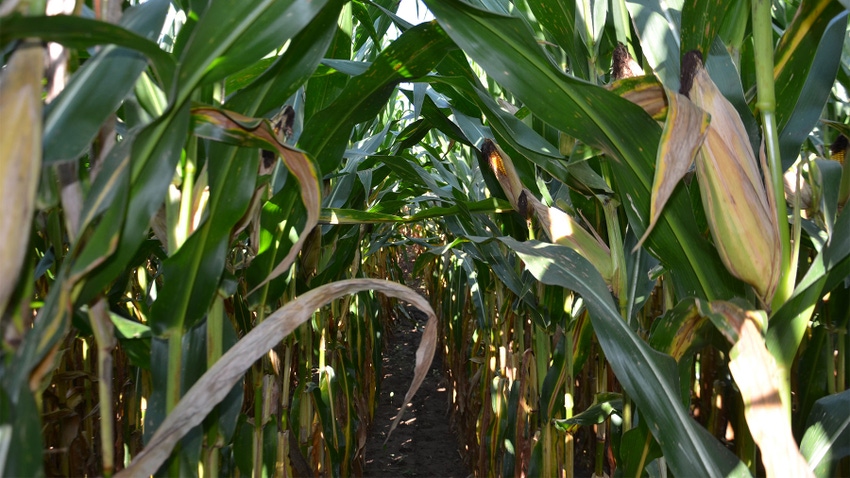 An eye level view between two corn rows with dried leaves