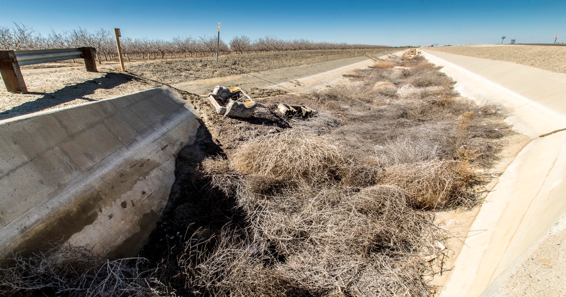 Tumble Weed Harvest, Batch of wind harvested tumbleweed whi…