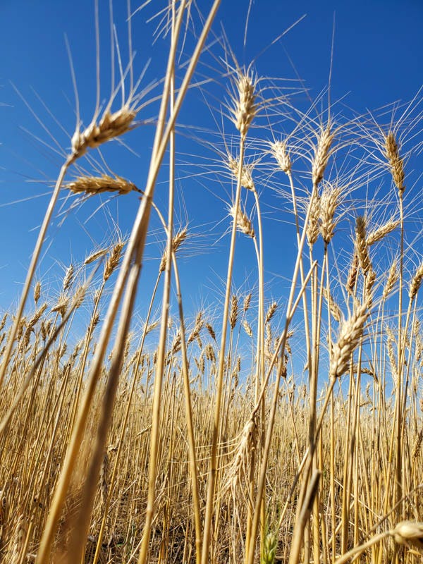 SWFP-SHELLEY-HUGULEY-wheat-harvest-evans-19-181109.jpg