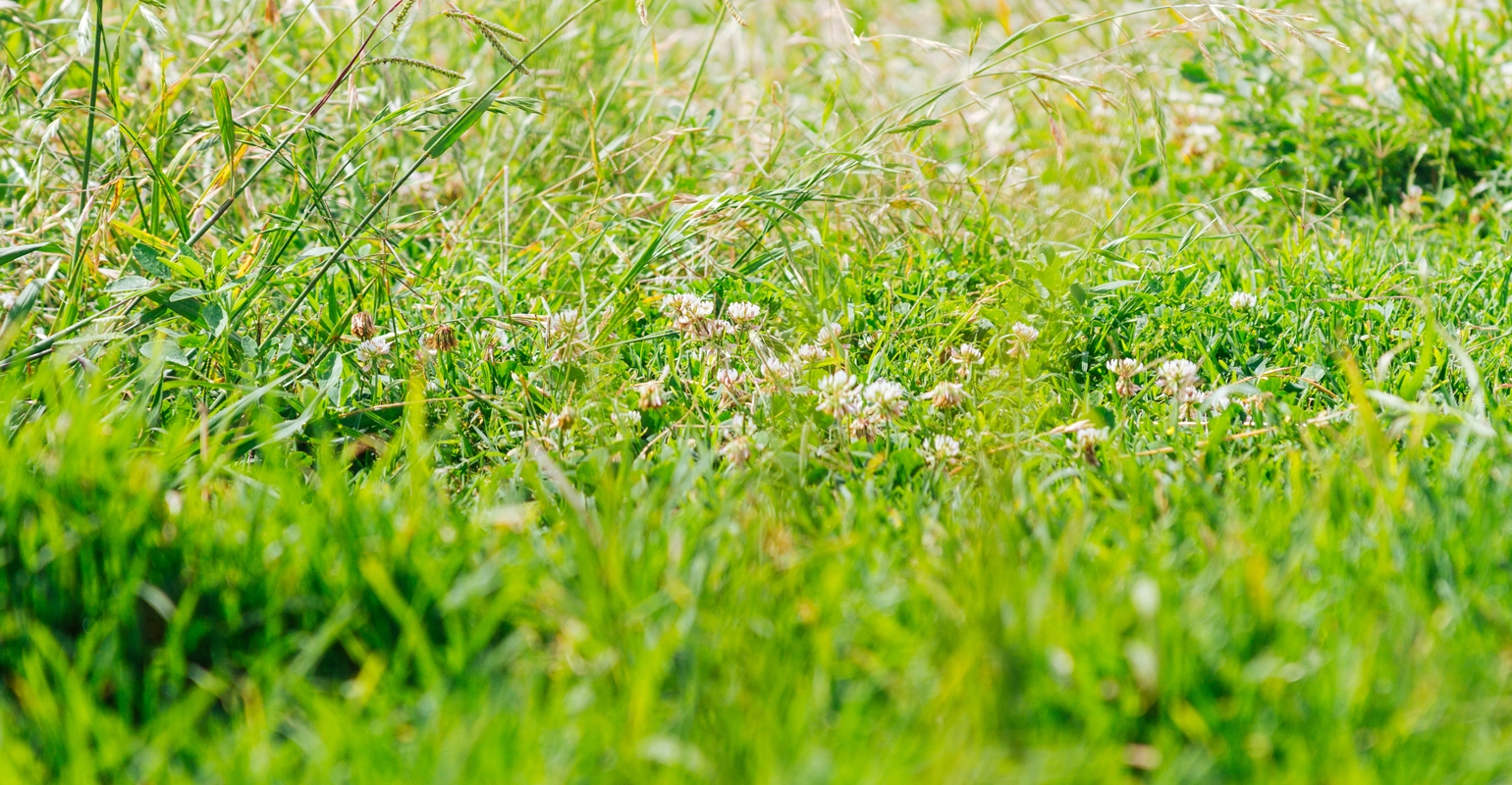 Planting Summer Grass  N.C. Cooperative Extension