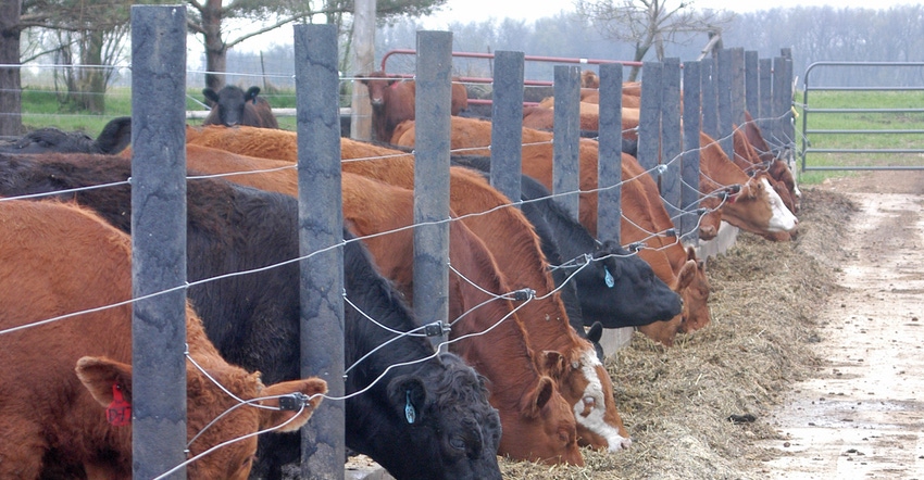 beef cattle at feed bunk 