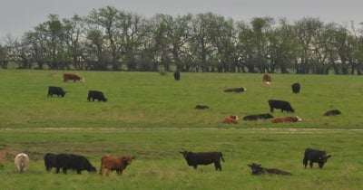 Now is the time to do bull checks for spring breeding season