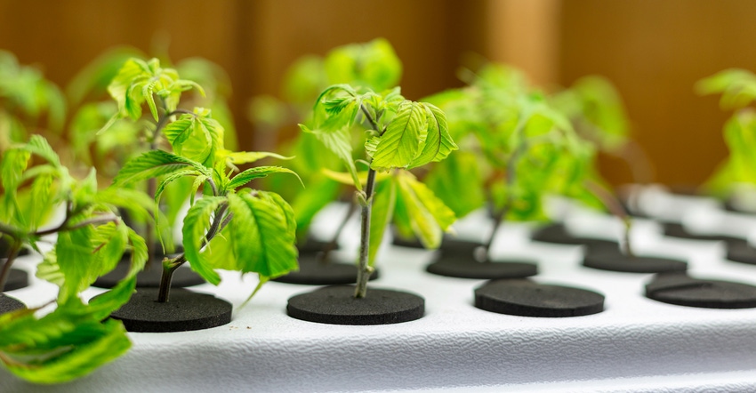 hemp clones hemp clones