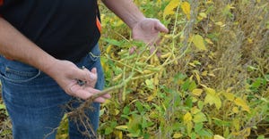 Steve Gauck holding soybean plant