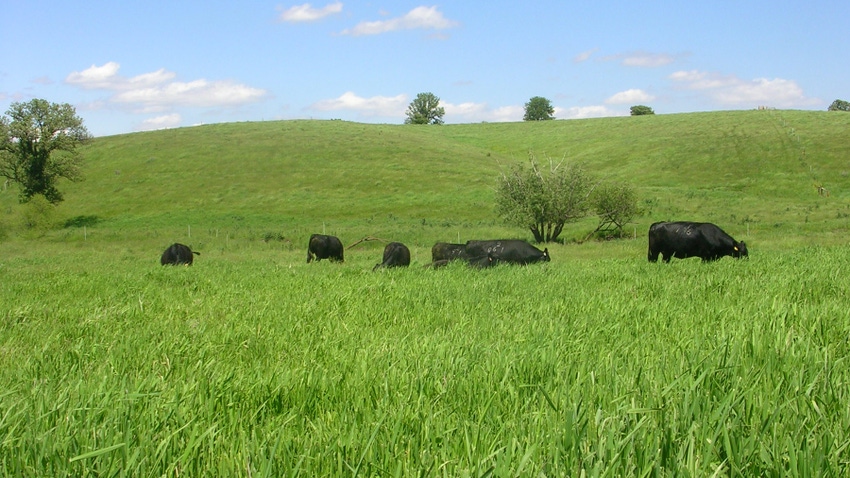 Cattle in field grassing