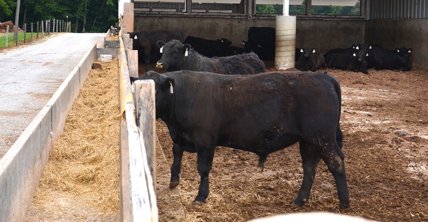 bulls at the IBEP bull test station in Bedford, Ind.