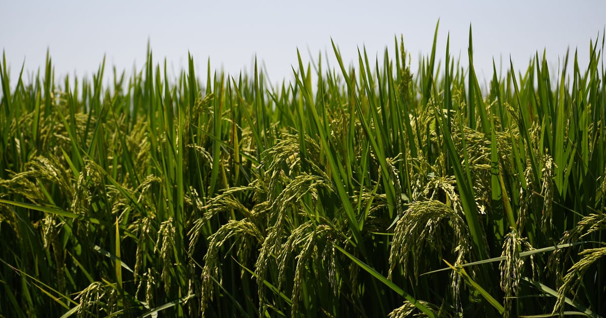 Section 301 investigation, tariffs could be key to U.S. rice’s survival