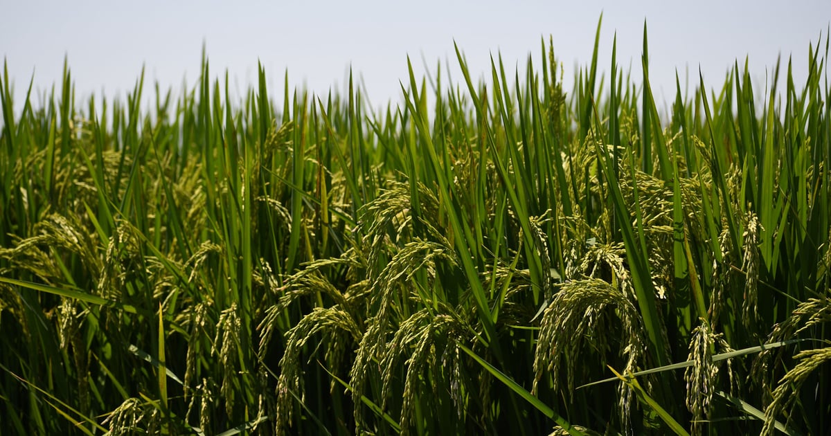 U.S. rice industry hopes tariffs can reopen some domestic markets
