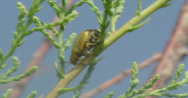 Saltcedar leaf beetles arrive in El Paso Valley | Farm Progress