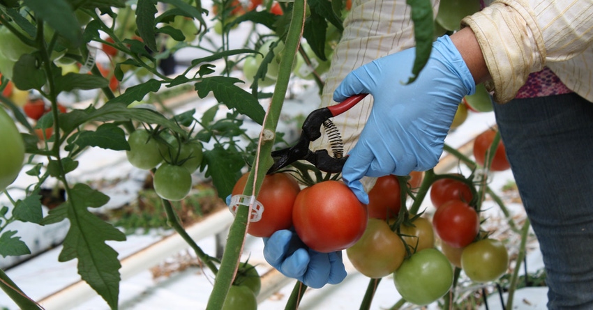 florida-greenhouse-tomatoes-haire-5-a.jpg florida-greenhouse-tomatoes-haire-5-a.jpg