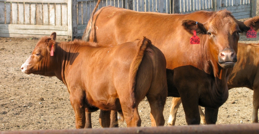 A beef cow standing next to a calf