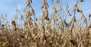 Ripening soybeans