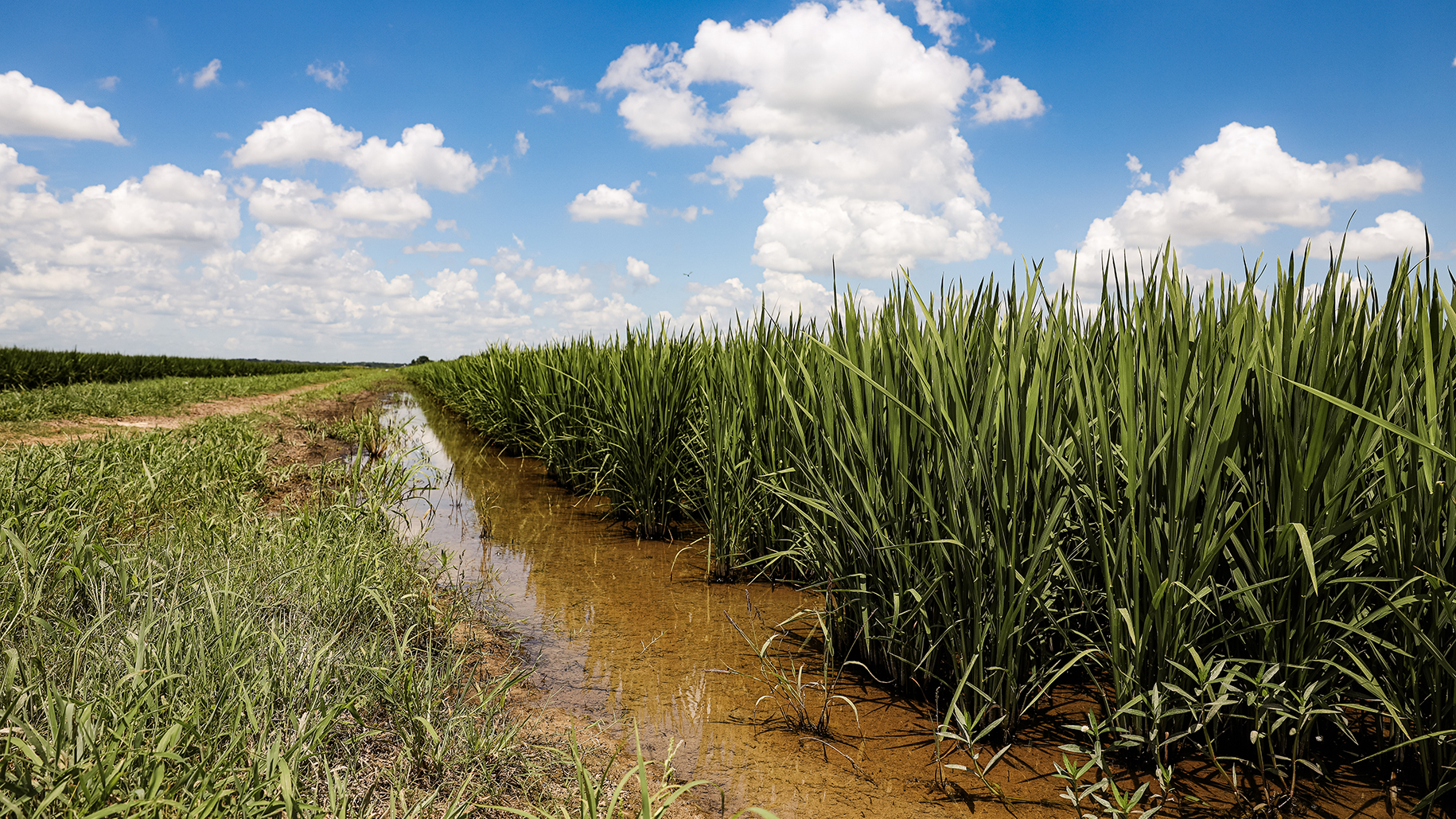 Courier SC allowed to fight rice delphacid in Louisiana