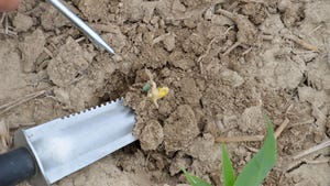 A trowel digging up a corn seed