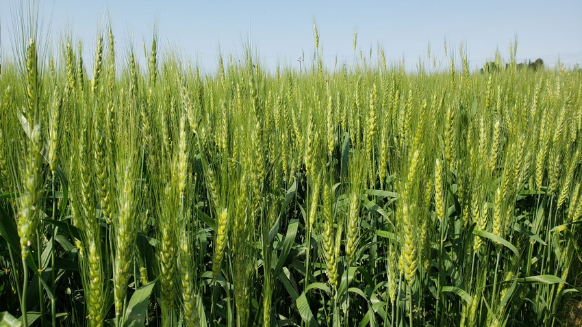 green wheat field green wheat field