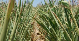 cornfield severely stressed by drought