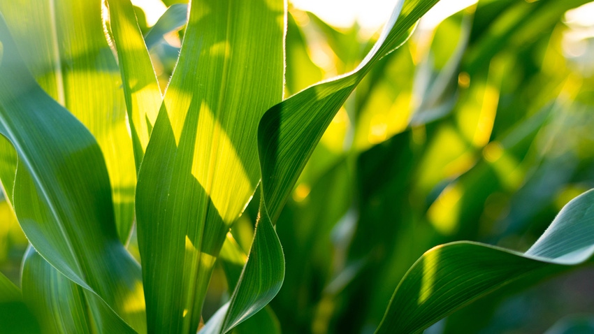 Corn leaves Corn leaves