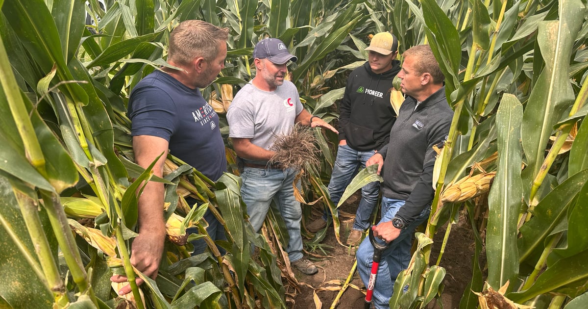2 billion reasons to battle corn rootworm