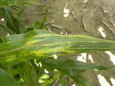 corn_disease_update_southern_rust_confirmed_nebraska_3_635734106124700365.jpg