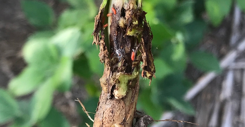 Orange larvae of soybean gall midge feed on the stem of a soybean plant