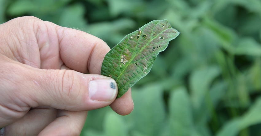 soybean leaves showing symptoms likely caused by sunscald