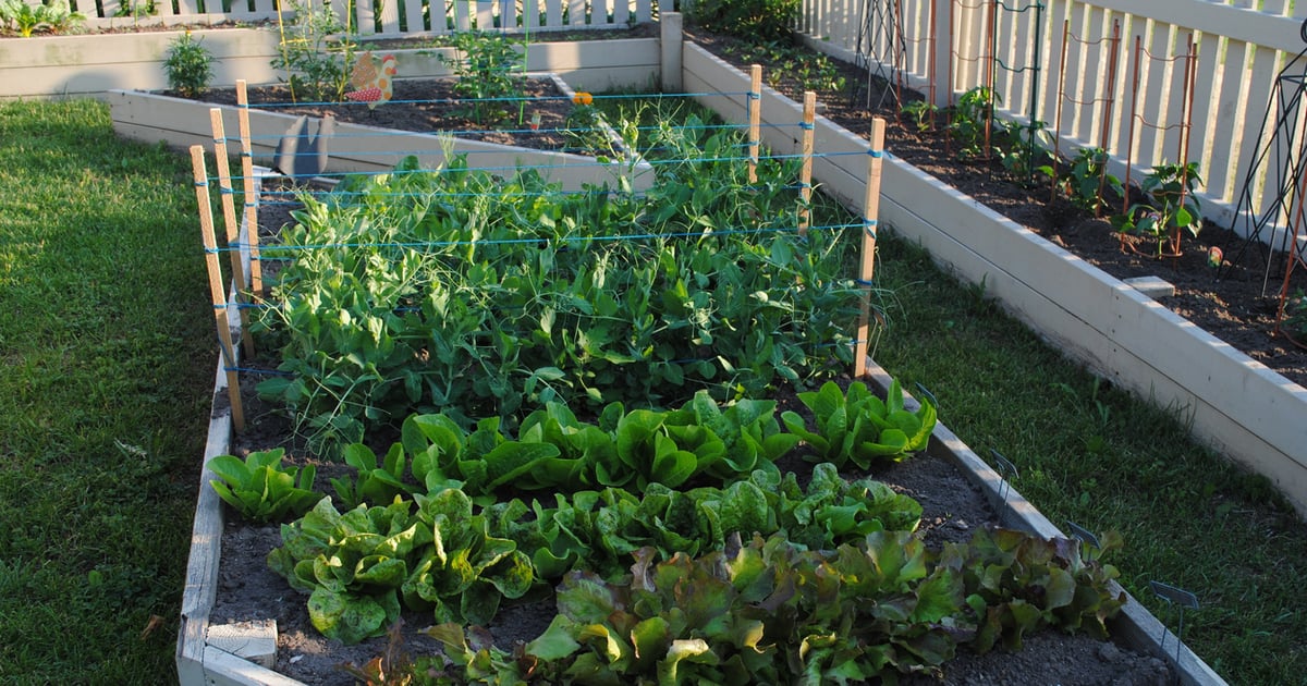 It’s time: 5 tips for a successful vegetable garden