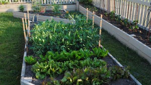 Raised garden beds with vegetables