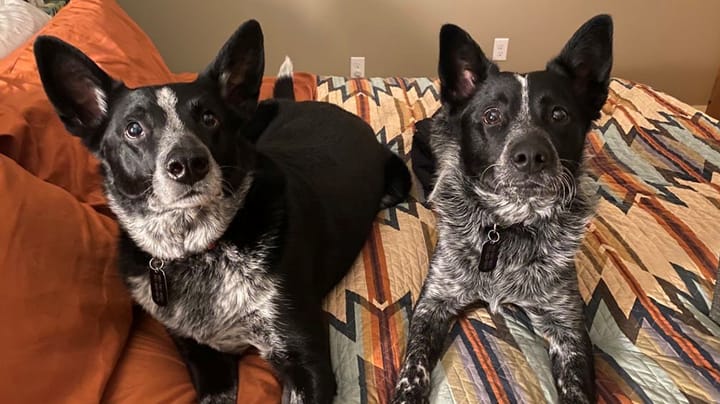 Hug your pets, and thank your vets