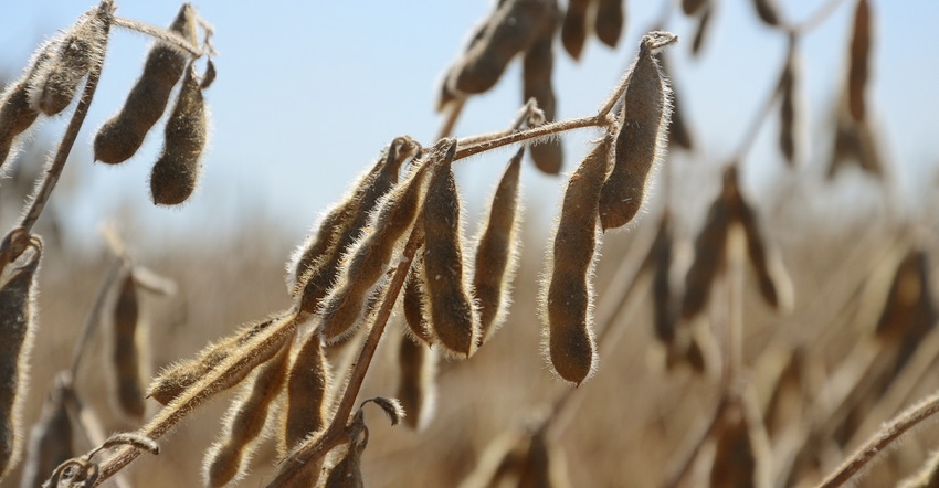 closeup of ripe soybean pods