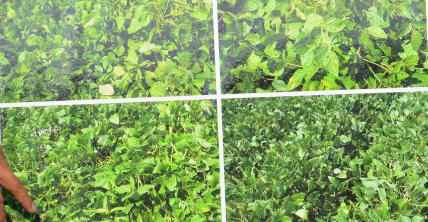 soybean varieties soybean varieties