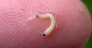 corn rootworm larva