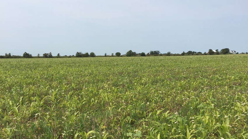  A wide view of a cover crop mix growing in a field