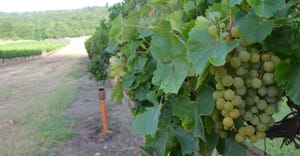 grapes-extenstion-20-russell.jpg