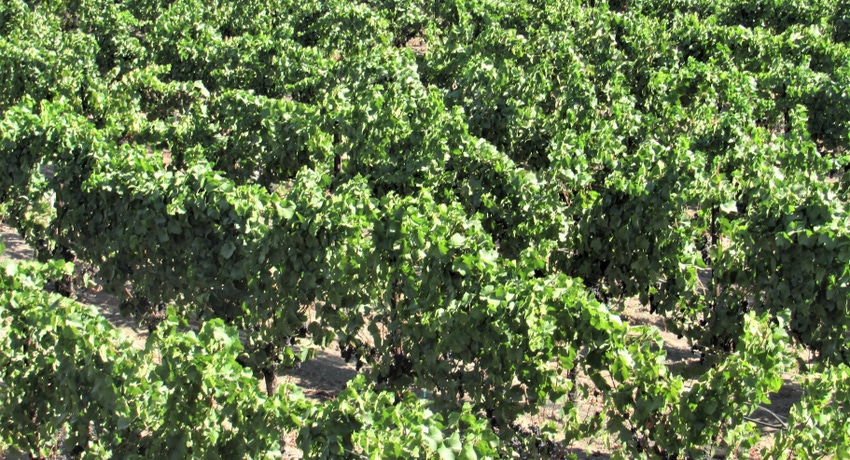Vineyard producing grapes
