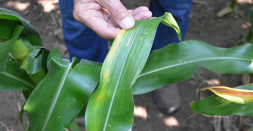 corn leaves with signs of a disease lesion, sulfur deficiency and nitrogen deficiency