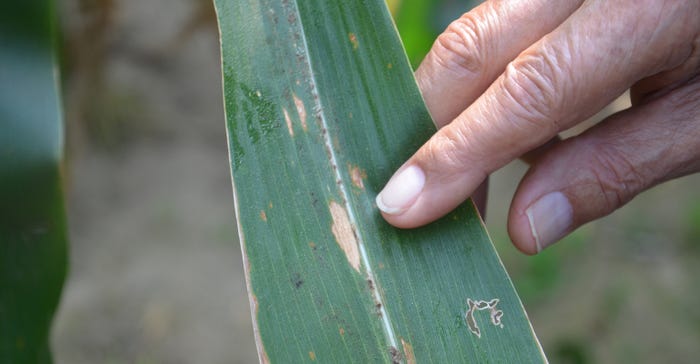 signs of gray leaf spot and southern corn leaf blight, denoted by the irregular lesions, on this corn leaf at black layer