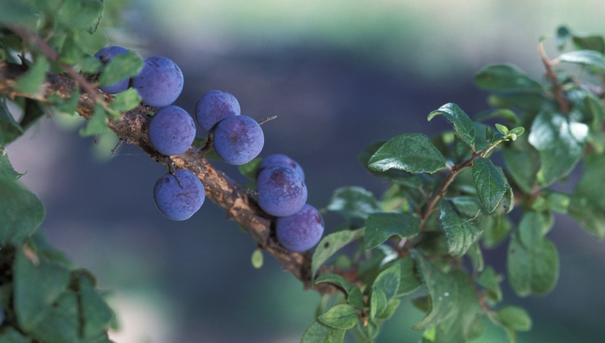 WFP-ARS-plums.jpg WFP-ARS-plums.jpg