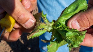 Insect damage in lettuce