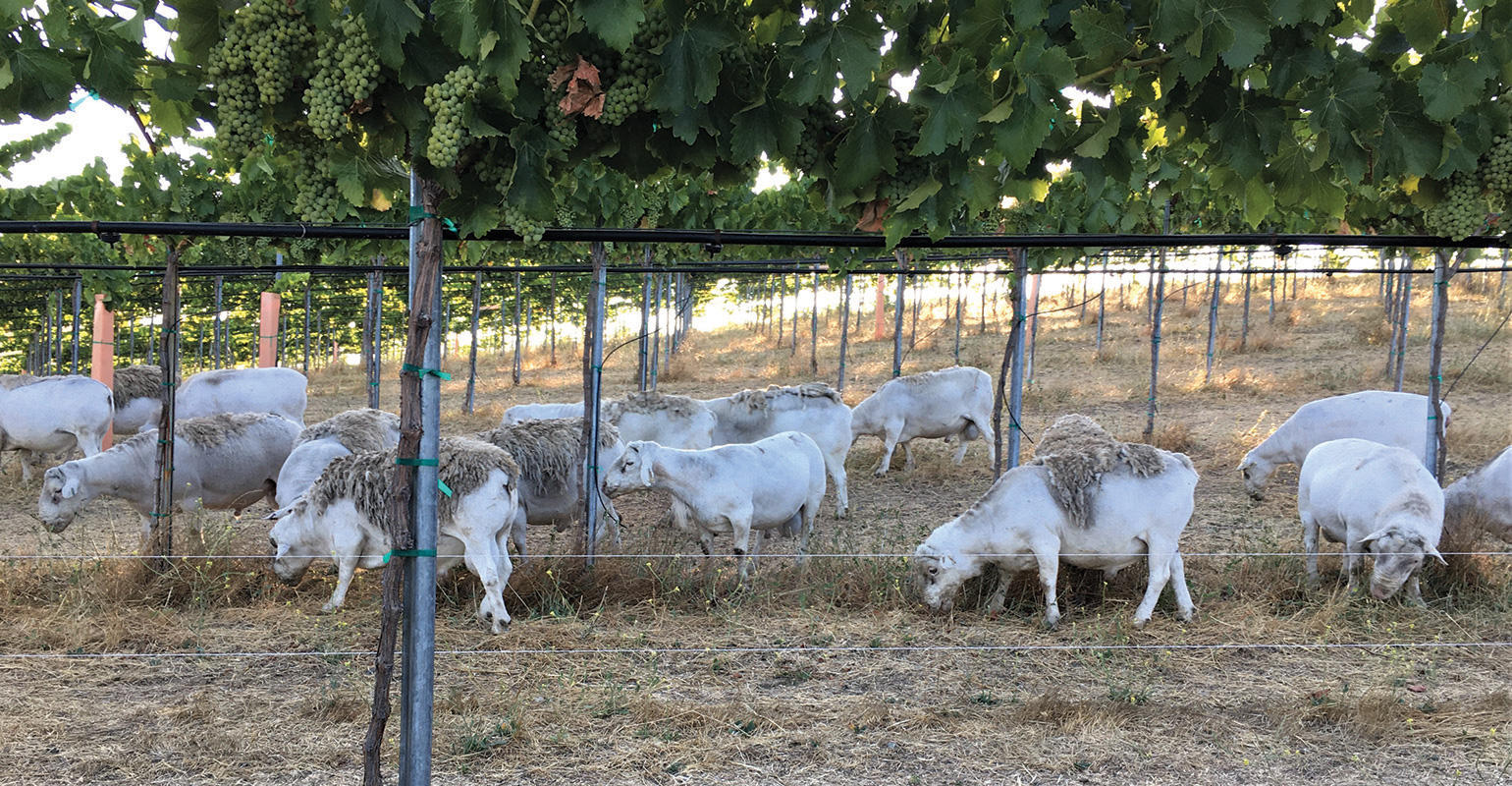 Truett-Hurst Winery