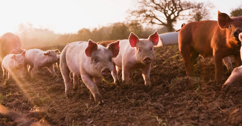 pigs walking across dirt at sunset